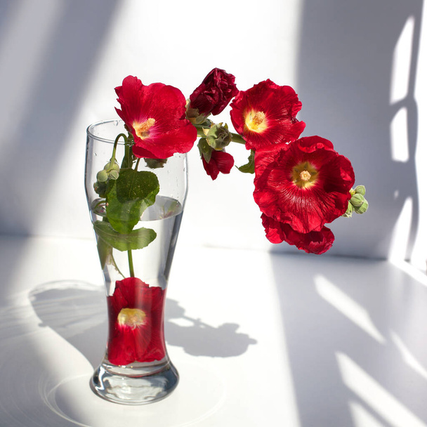 Zweig roter Malvenblüten, Bouquet in einer Glasvase mit Wasser in einem Sonnenstrahl und Schatten auf weißem Hintergrund Nahaufnahme - Foto, Bild