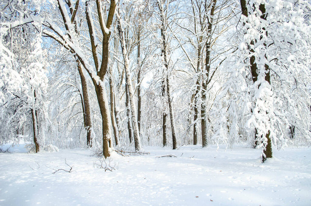 Много снега на деревьях в солнечный день, природа после снежной бури
 - Фото, изображение