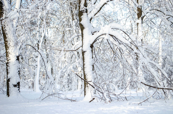 Много снега на деревьях в солнечный день, природа после снежной бури
 - Фото, изображение