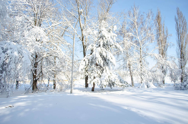 Beaucoup de neige sur les arbres par une journée ensoleillée, nature après tempête de neige - Photo, image