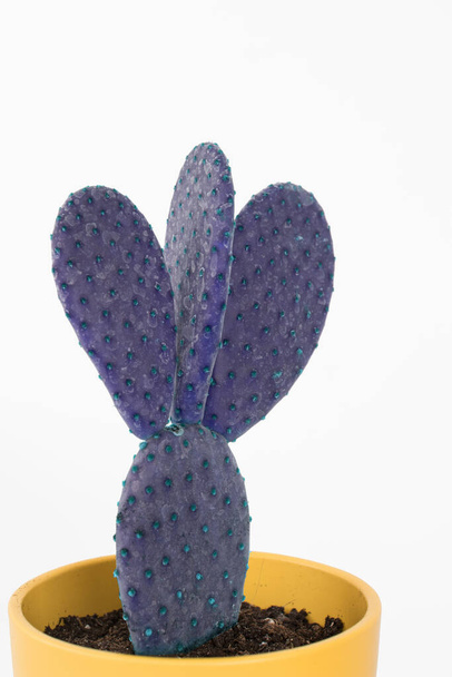 Cactus de color púrpura en una olla amarilla sobre fondo blanco. Divertido cactus con estilo con color artificial
 - Foto, Imagen