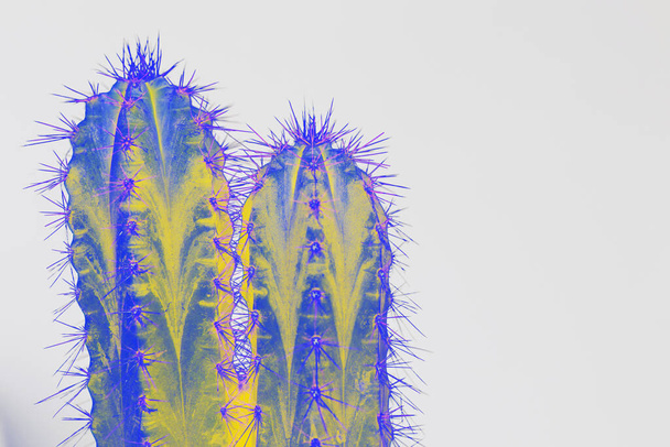 Psychedelic cactus type san pedro in vivid colors on white background. Horn and spikes on succulent plant. Cactus colored and posterized - Photo, Image