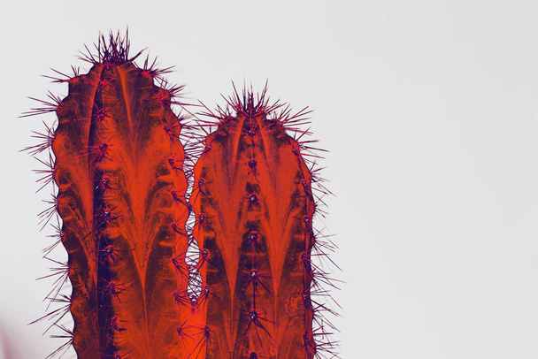 Psychedelic cactus type san pedro in vivid colors on white background. Horn and spikes on succulent plant. Cactus colored and posterized - Photo, Image