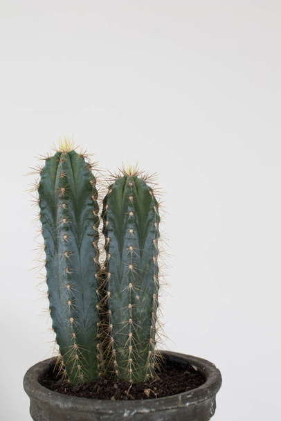 Cactus type san pedro with two heads with thorns and green trunk. Two succulents in a vase on a white background, spines along the body with a star shape. - Photo, Image