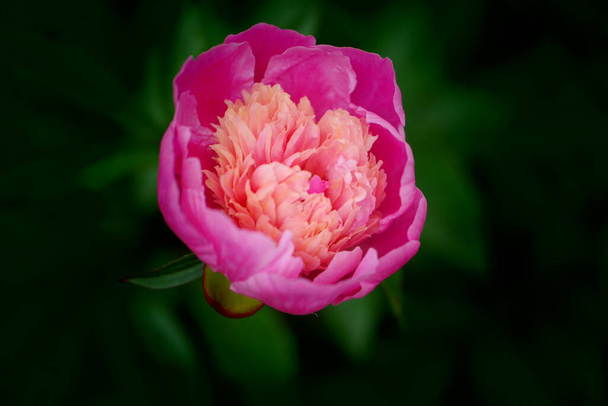 roze lotus bloem.roze tulp bloem.roze en witte tulpen.roze lotus bloem.roze pioenroos bloem - Foto, afbeelding