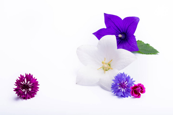 Cloche blanche et violette fleurs et bleuets gros plan, isolé sur fond blanc copie espace - Photo, image