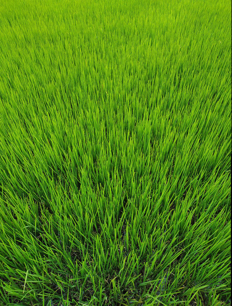 Full Frame Green Grass Lawn textuur achtergrond. Bovenaanzicht  - Foto, afbeelding