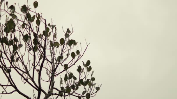Jackfruit ağacı ve gökyüzü arka planındaki yaprakları - Video, Çekim