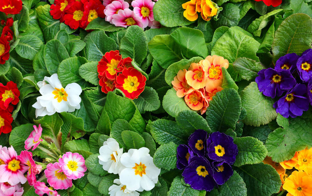 many flowers of Primroses in spring at market - Photo, Image