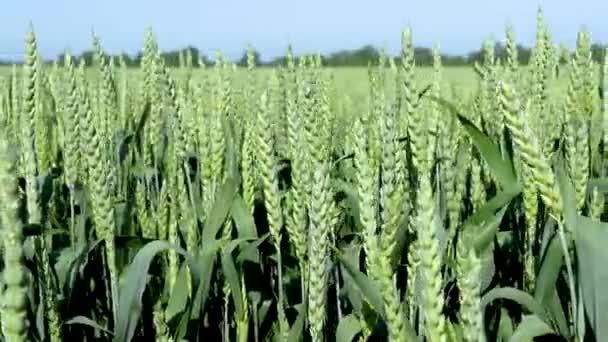 Close-up ripening ears of meadow wheat field. - Footage, Video