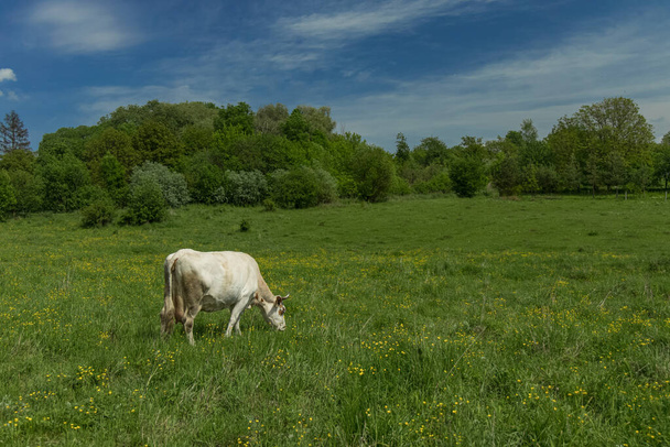 сельская местность зеленая коровья ферма животного на пастбищной среде пространство в ясную летнюю погоду
 - Фото, изображение