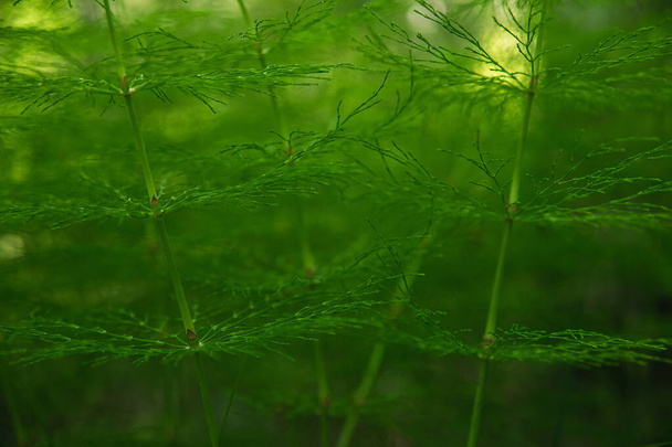 Естественный зеленый фон и текстура. Лошадиное поле в лесу при солнечном свете крупным планом
 - Фото, изображение