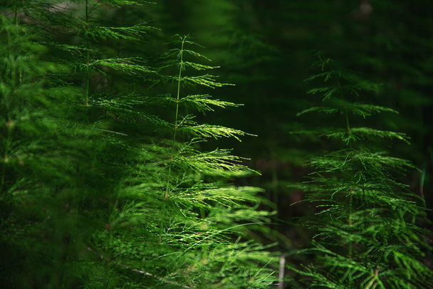 Натуральний зелений фон і текстура. Красиве поле роздрібної торгівлі в лісі на сонячному світлі крупним планом
 - Фото, зображення