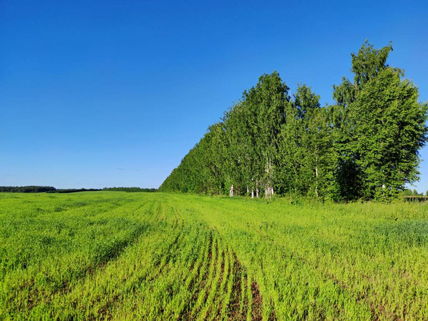 campo de cultivo verde sobre un fondo de forestación de abedules sobre un fondo de cielo azul en un día soleado
 - Foto, imagen