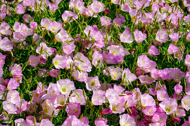 Цветки розовых колокольчиков в саду, природный фон крупным планом
 - Фото, изображение
