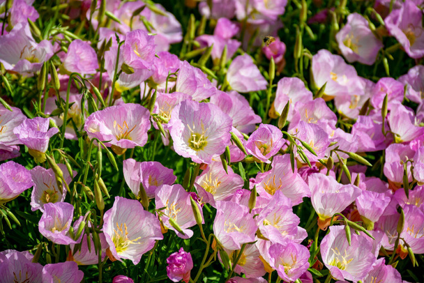 Цветки розовых колокольчиков в саду, природный фон крупным планом
 - Фото, изображение
