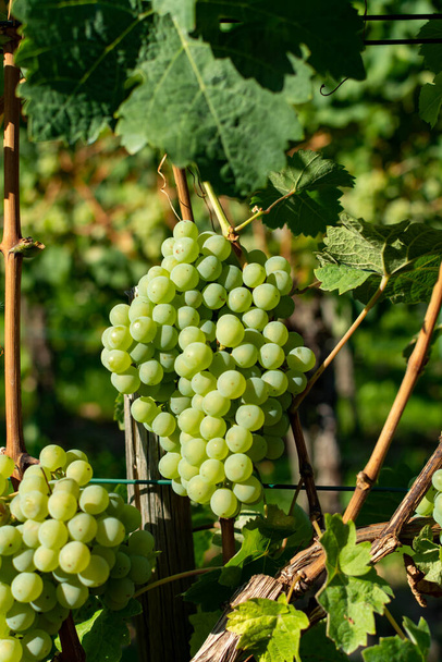 Виноградник с выращиванием белого винограда, рислинг или Шардоне виноград в летнее время
 - Фото, изображение