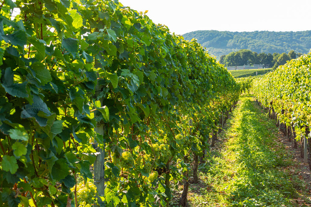 Viñedo con uvas de vinificación blanca, riesling o chardonnay en verano
 - Foto, imagen