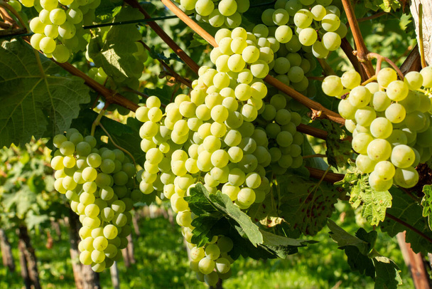 Vineyard with growing white wine grapes, riesling or chardonnay grapevines in summer - Photo, Image