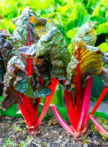 Hoja agria culinair vegetal ruibarbo rojo que crece en el jardín
 - Foto, imagen