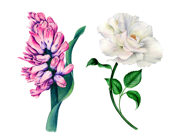 Çiçek tasarımları, düğün ve karşılama davetiyesi tasarımı için uygun beyaz bir arkaplan üzerinde izole edilmiş güzel çiçekler (pembe sümbül ve beyaz gül) suluboya çizimi - Fotoğraf, Görsel