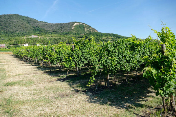 Photo Picture of a Beautiful Grape Fruit Vineyard Ready to Produce Wine - Photo, Image