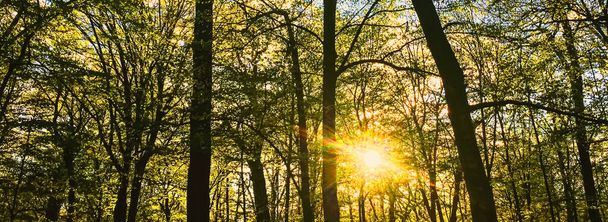 Jarní lesní krajina při západu slunce nebo východu slunce - Fotografie, Obrázek