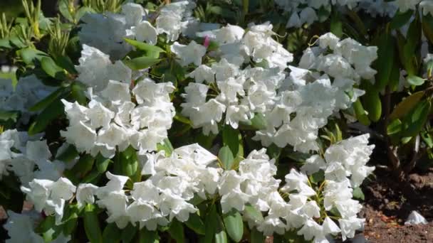 Bloeiende witte rododendron op zonnige dag. witte rododendrons zwaaiend in de wind. - Video