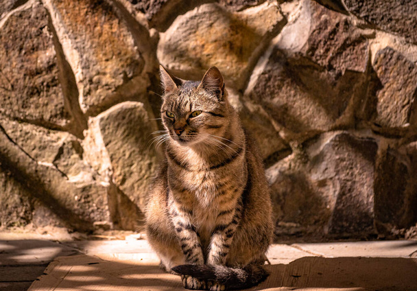 Tabby kot na kamiennym tle ściany - Zdjęcie, obraz