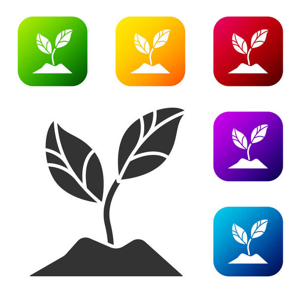 Black Plant icon isolated on white background. Seed and seedling. Leaves sign. Leaf nature. Set icons in color square buttons. Vector Illustration - Vector, Image