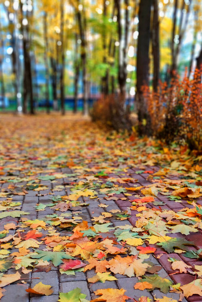 Herfst vertrekt op de weg. Concept van de herfst en verandering van seizoenen. Selectieve focus. - Foto, afbeelding