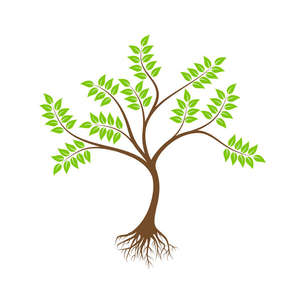 árvore raízes design vetor ilustração
 - Vetor, Imagem