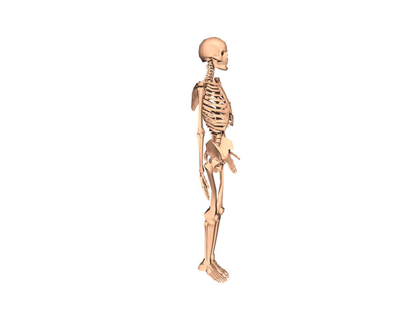 ανθρώπινος σκελετός με οστά και αρθρώσεις - Φωτογραφία, εικόνα