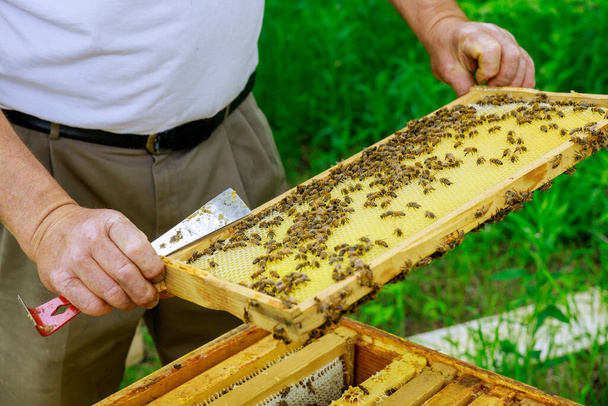 Včelař pracuje na vyjmutí rámů s medovými plásty pro kontrolu plnění čerstvým medem - Fotografie, Obrázek