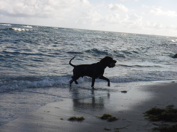 Un chien noir sort de la mer au coucher de soleil - Foto, immagini
