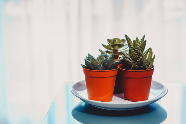 Sukkulente, Aloe Vera, Haworthia, Echeveria in den Töpfen auf dem Tisch. Dekorieren, Arbeiten von zu Hause und Pflanzen-Konzept. - Foto, Bild