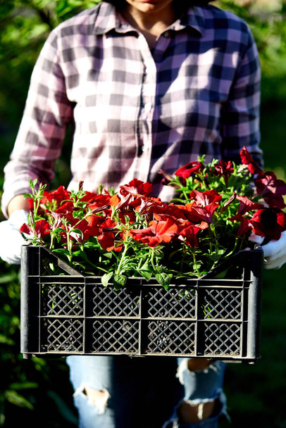 Florist hold box full of petunia flowers. - Photo, Image
