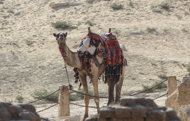 Image de chameau debout en Egypte. - Photo, image