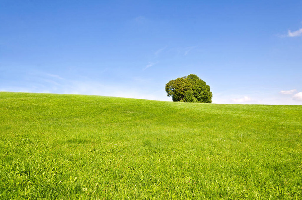 Kaunis vihreä niitty yhden puun ja sininen taivas taustalla  - Valokuva, kuva