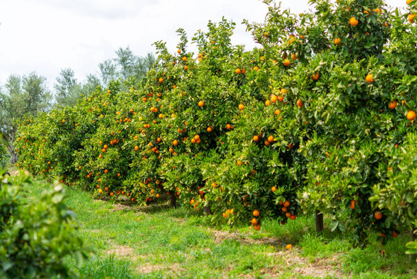 Appelsiinisitrushedelmäviljelmät, joissa on rivejä appelsiinipuita Peloponnesoksella Kreikassa, mehukkaiden appelsiinien uusi sato - Valokuva, kuva