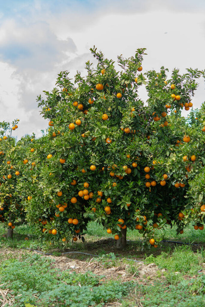 Цитрусовые плантации апельсинов с рядами апельсиновых деревьев на Пелопоннесе, Греция, новый урожай сладких сочных апельсинов
 - Фото, изображение