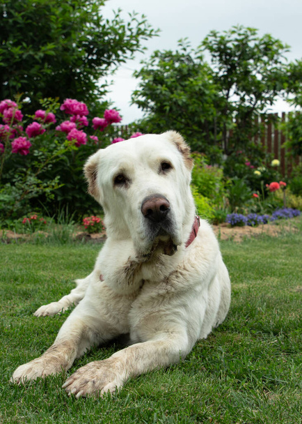 Ένα λευκό σκυλί βρίσκεται σε ένα γκαζόν στον κήπο και κοιτάζει την κάμερα με περιέργεια. Φύλακας της Κεντρικής Ασίας Ποιμενικός. - Φωτογραφία, εικόνα