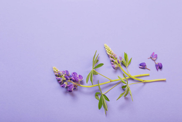 lupine flowers on violet paper background - Fotoğraf, Görsel