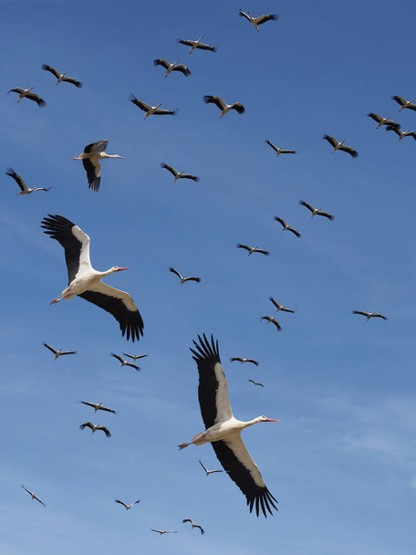 Мигрирующие птицы / Аисты возвращаются с зимы
 - Фото, изображение