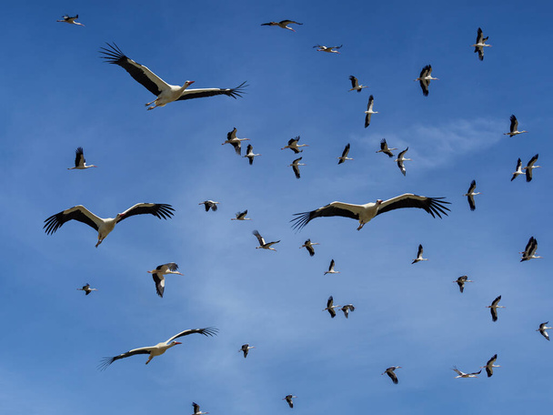 Migratory birds/ Storks return from wintering - Photo, Image