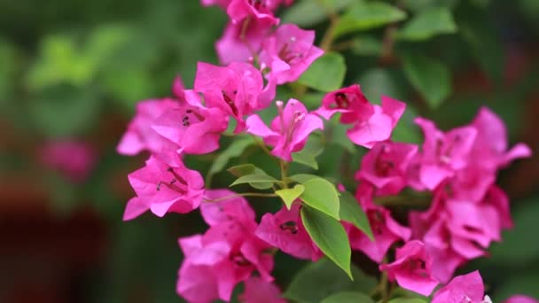 Bela flor de primavera colorido (Bougainvillea) ramos closeup, flores roxas e fundo espaço verde. Floração bougainvillea rosa na primavera, close-up
 - Filmagem, Vídeo
