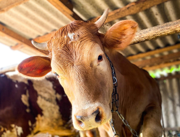 Крупним планом коричнева корова на фермі тварини
. - Фото, зображення