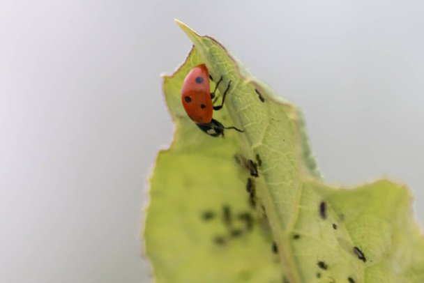 Cute little biedronka z czerwonymi skrzydłami i czarne kropkowane polowanie na kury roślin jako biologicznej zwalczania szkodników i naturalnych insektycydów dla rolnictwa ekologicznego z naturalnych wrogów zmniejsza rolnicze pestycydy - Zdjęcie, obraz