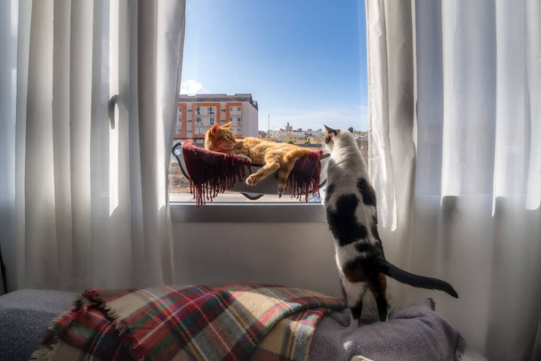 Tabby-Katze in der Hängematte liegend und dicke schwarz-weiße Katze, Blick aus dem Fenster nach draußen. - Foto, Bild