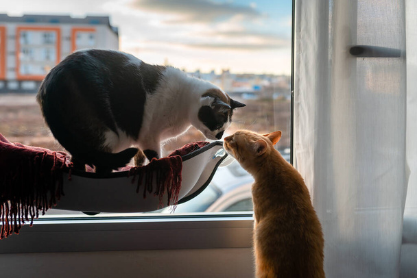 braune gestromte Katze und schwarz-weiße Katze sitzen auf einer Hängematte am Fenster, sie riechen einander - Foto, Bild